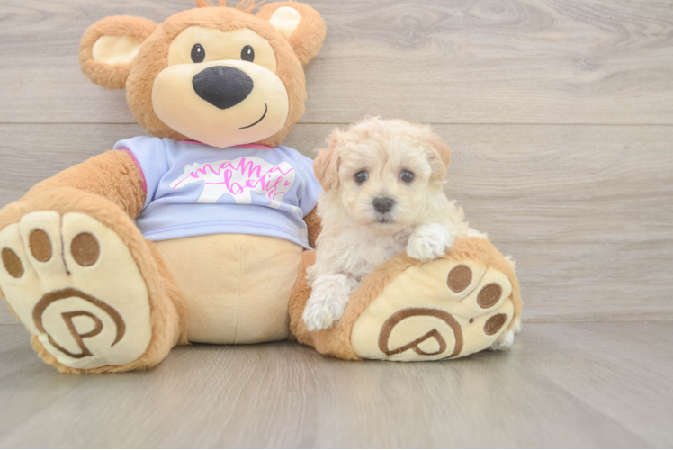Meet Oatmeal - our Maltipoo Puppy Photo  1/3 - Premier Pups Energetic Maltese Poodle Poodle Mix Puppy