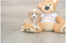 Small Maltipoo Baby