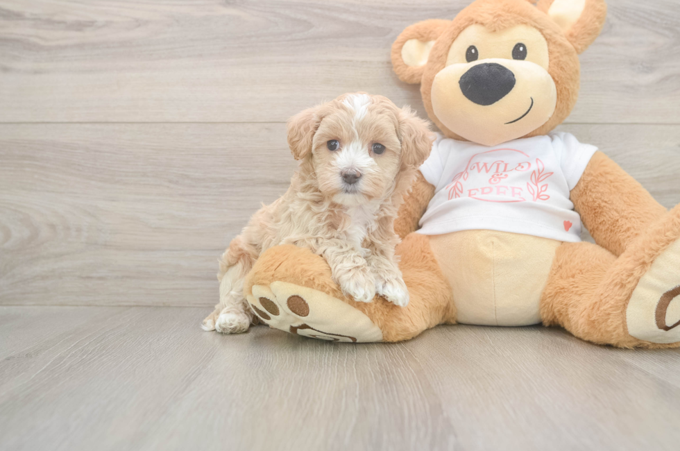6 week old Maltipoo Puppy For Sale - Premier Pups