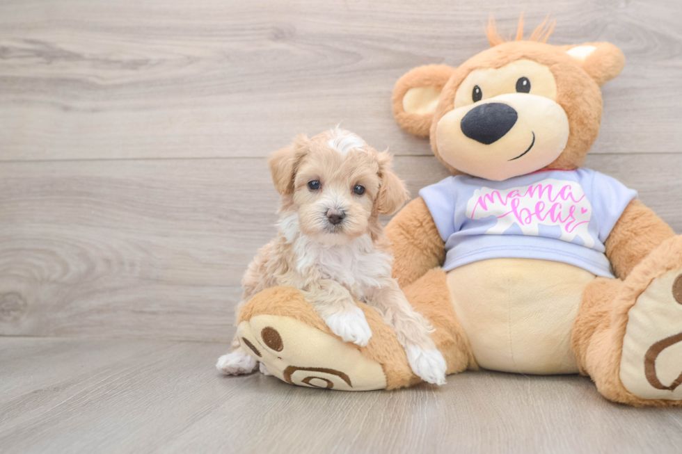 Cute Maltipoo Baby