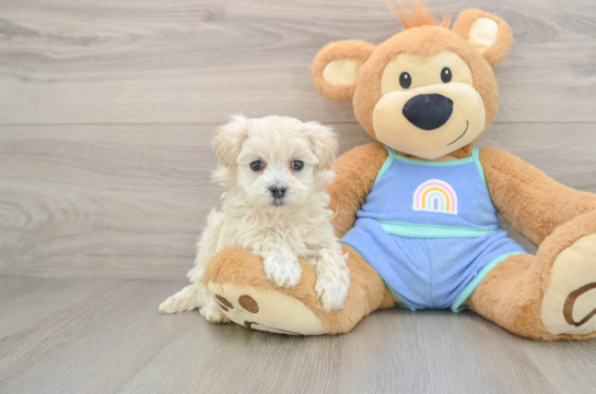 Little Maltidoodle Poodle Mix Puppy