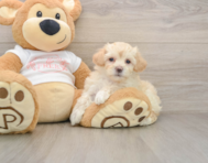 7 week old Maltipoo Puppy For Sale - Premier Pups