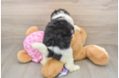 Best Maltipoo Baby