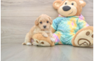 Maltipoo Puppy for Adoption