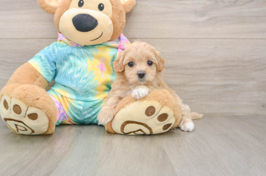 Best Maltipoo Baby