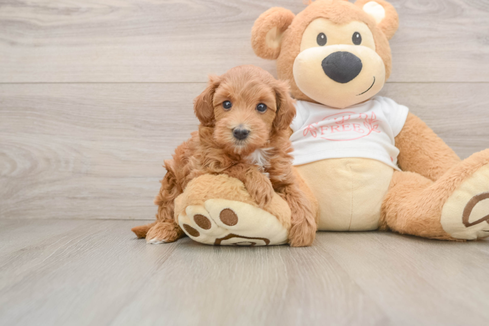 Maltipoo Puppy for Adoption
