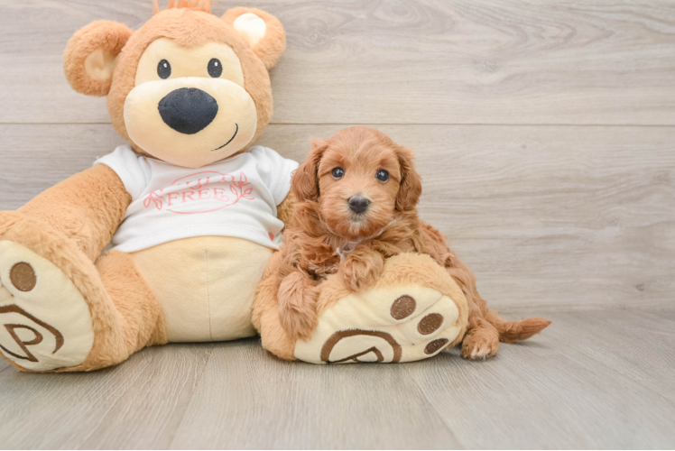 Sweet Maltipoo Baby