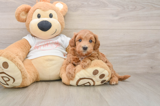 Sweet Maltipoo Baby