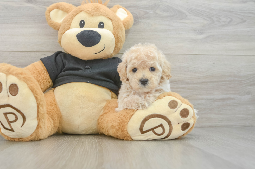 6 week old Maltipoo Puppy For Sale - Premier Pups