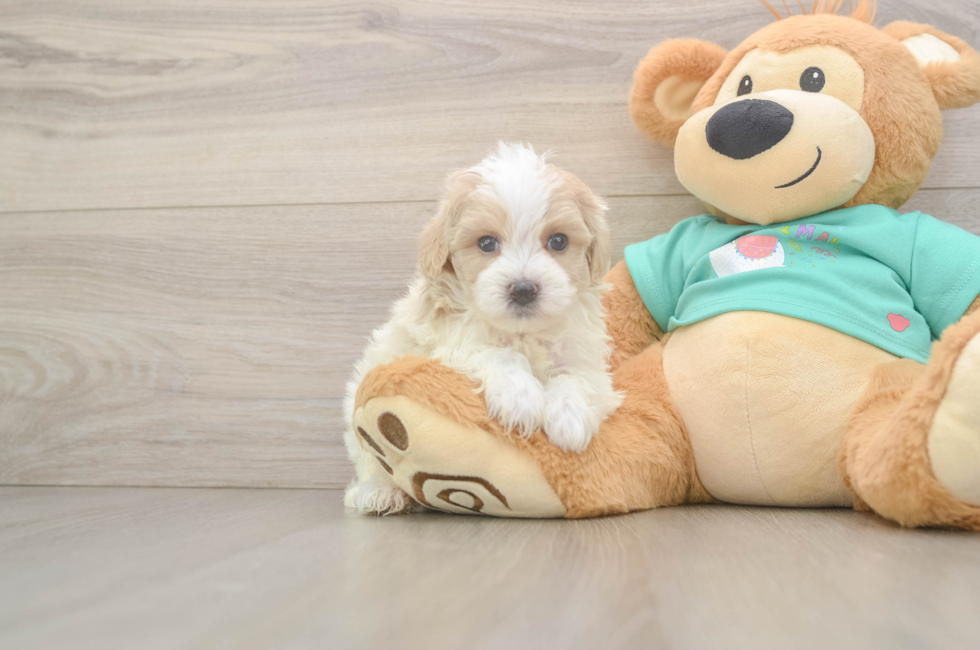 5 week old Maltipoo Puppy For Sale - Premier Pups
