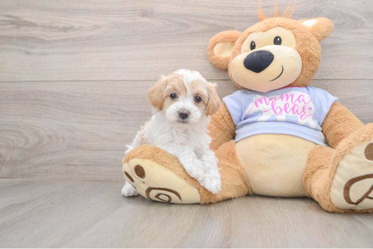 Cute Maltipoo Baby
