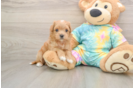 Friendly Maltipoo Baby