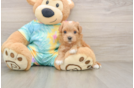 Maltipoo Pup Being Cute