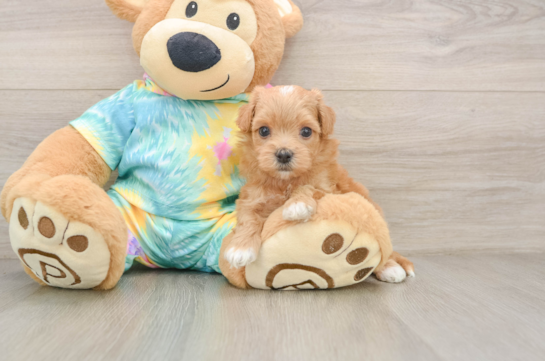 Maltipoo Pup Being Cute