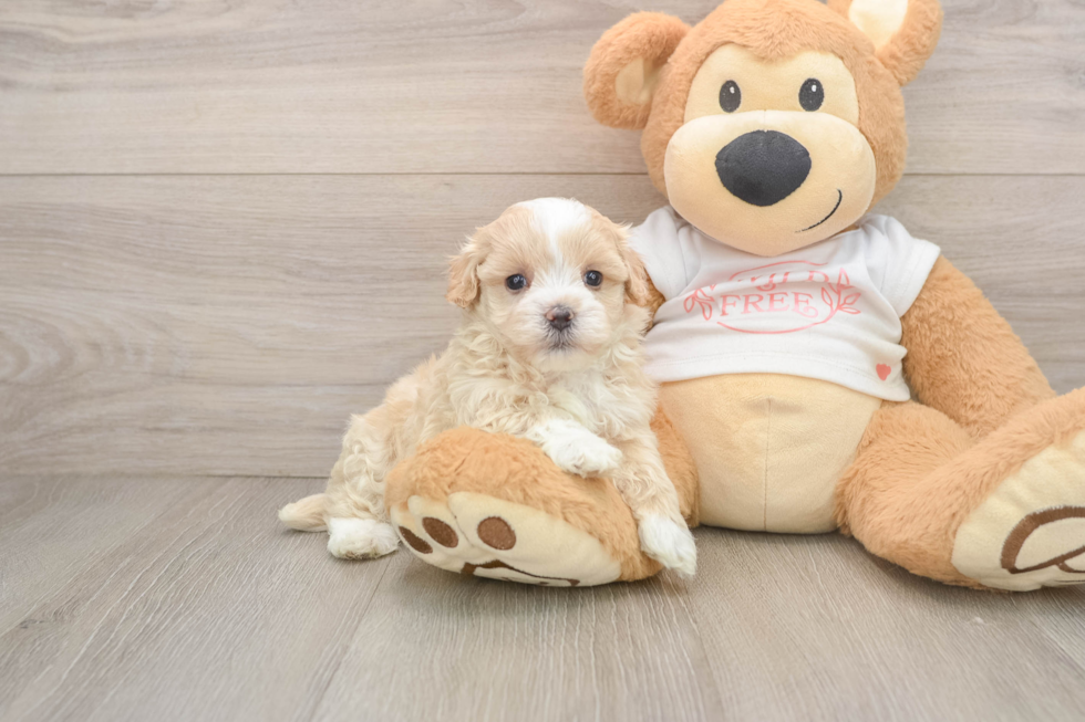Friendly Maltipoo Baby