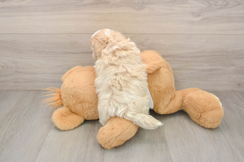 Best Maltipoo Baby