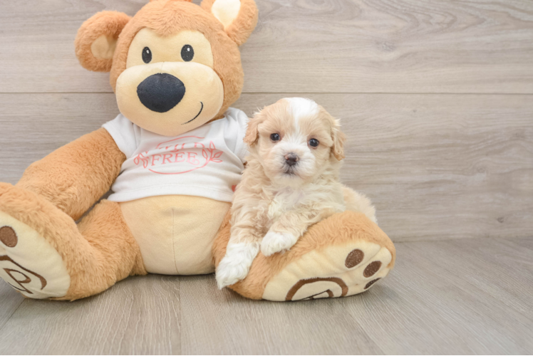 Best Maltipoo Baby