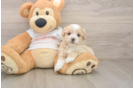 Best Maltipoo Baby