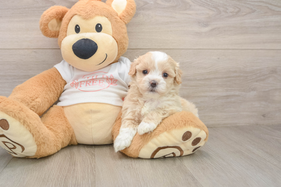 Best Maltipoo Baby