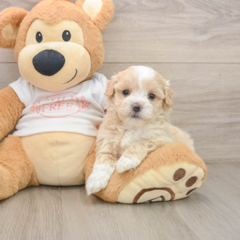 Best Maltipoo Baby