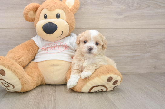 Best Maltipoo Baby