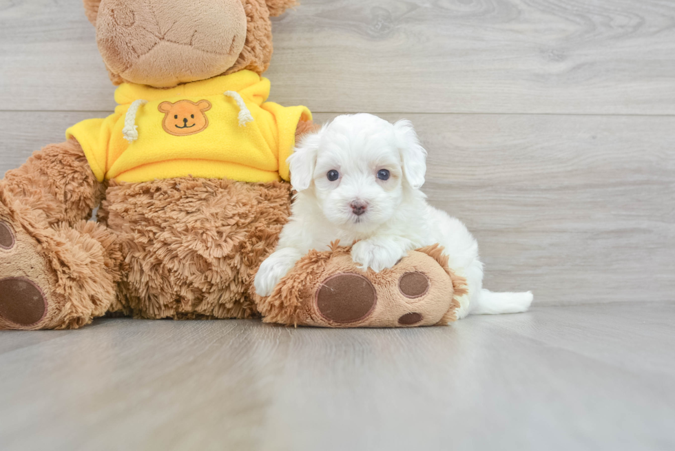 Sweet Maltipoo Baby