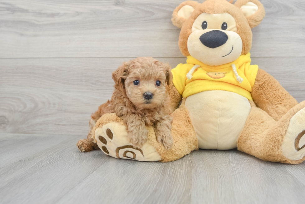 Happy Maltipoo Baby