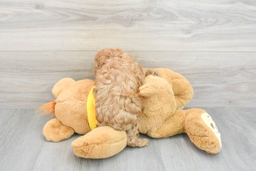 Fluffy Maltipoo Poodle Mix Pup