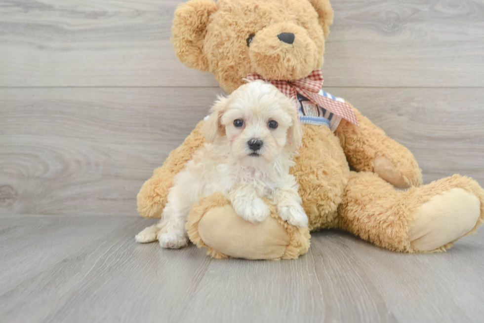 Best Maltipoo Baby