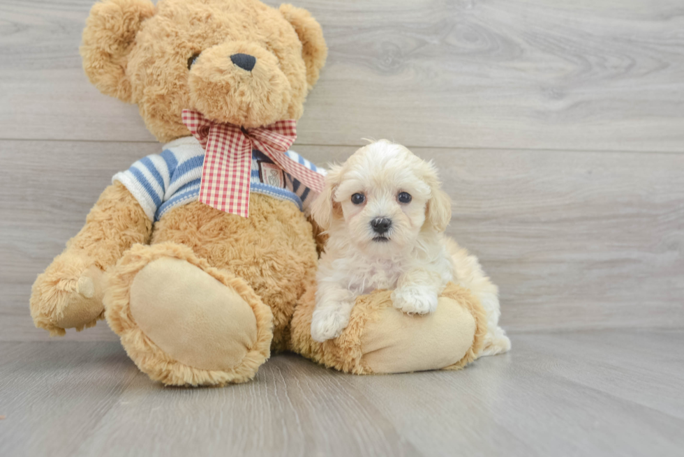 Maltipoo Pup Being Cute