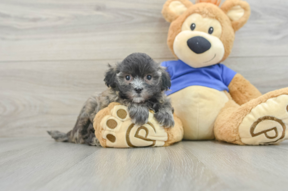 8 week old Maltipoo Puppy For Sale - Premier Pups