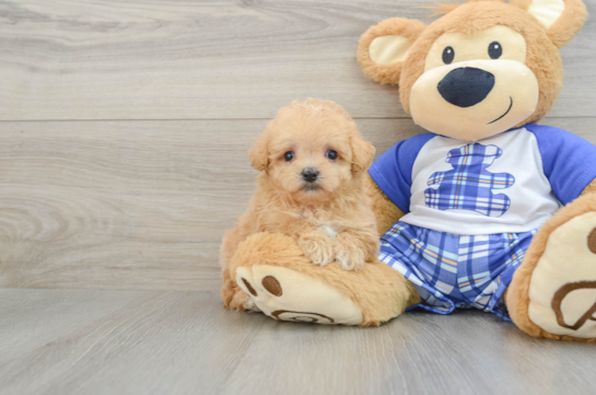 Maltipoo Pup Being Cute