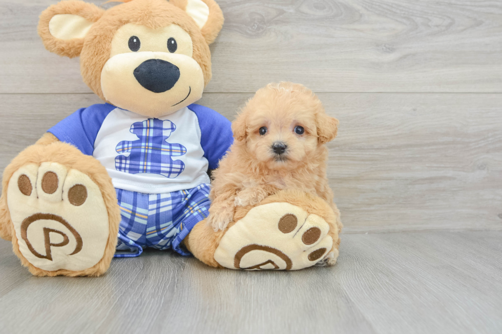 Playful Multipoo Poodle Mix Puppy