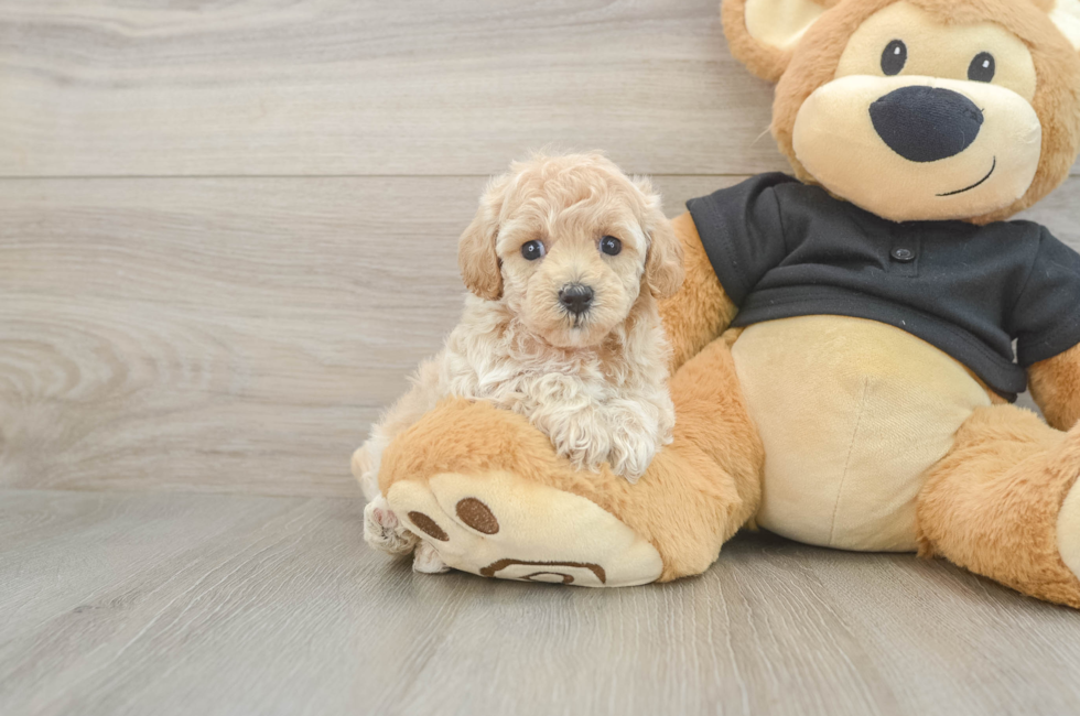 6 week old Maltipoo Puppy For Sale - Premier Pups