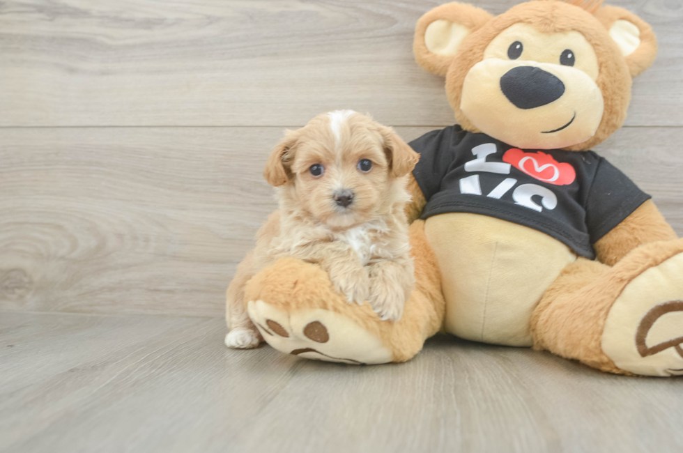 5 week old Maltipoo Puppy For Sale - Premier Pups