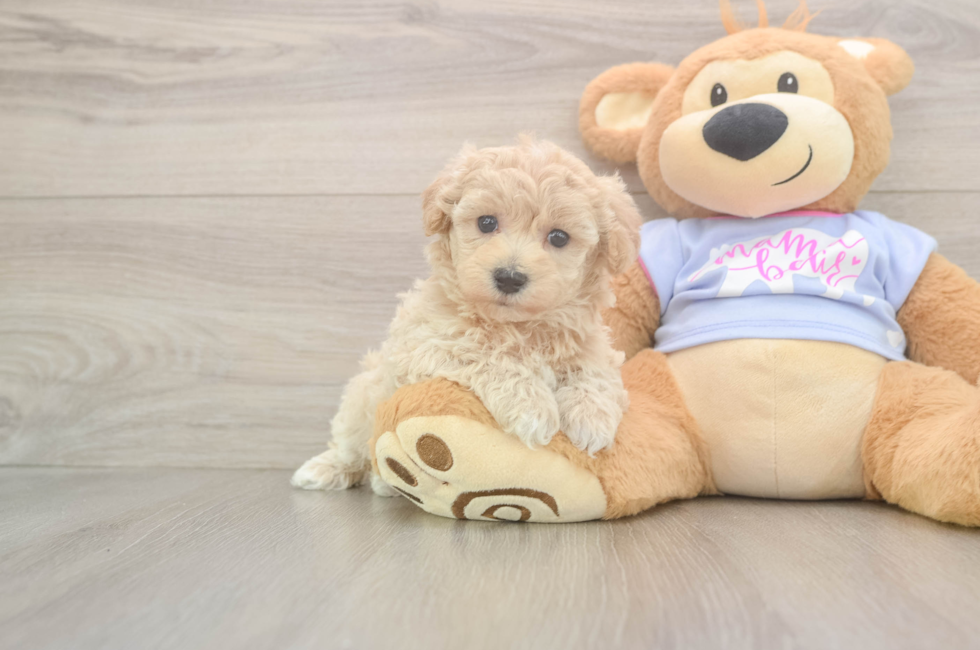 5 week old Maltipoo Puppy For Sale - Premier Pups