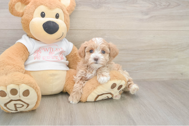 Best Maltipoo Baby