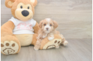Best Maltipoo Baby