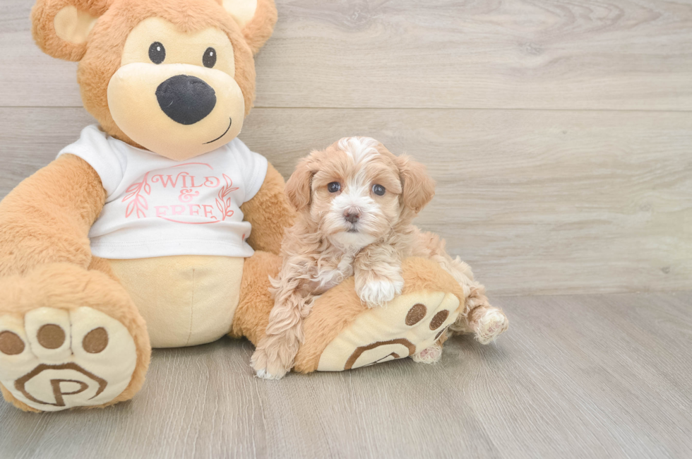 6 week old Maltipoo Puppy For Sale - Premier Pups