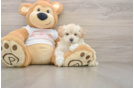 Fluffy Maltipoo Poodle Mix Pup