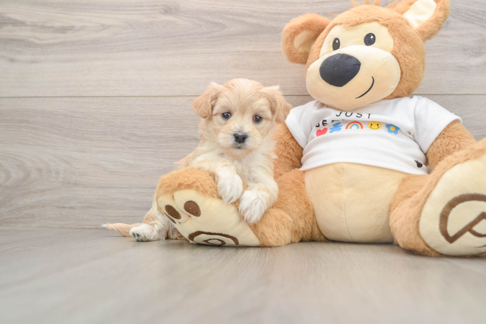 Cute Maltipoo Baby