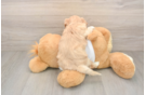 Maltipoo Puppy for Adoption