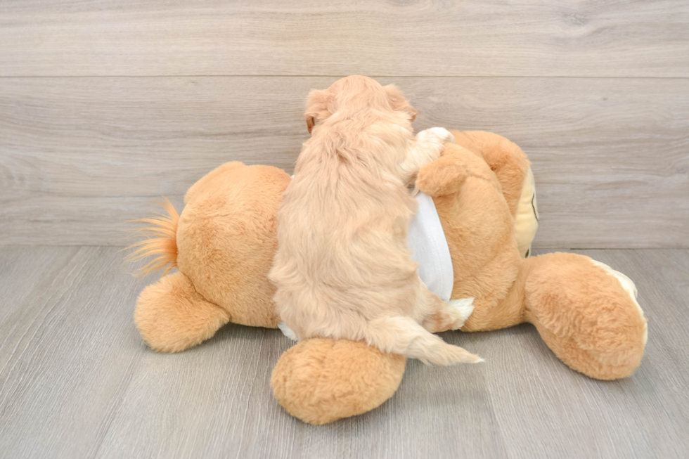 Maltipoo Puppy for Adoption
