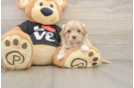 Playful Maltepoo Poodle Mix Puppy