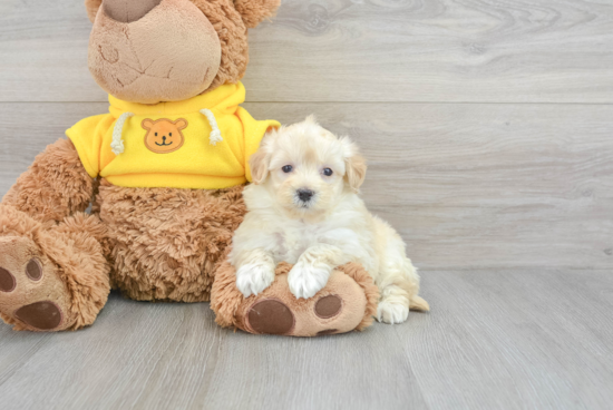 Energetic Maltese Poodle Poodle Mix Puppy