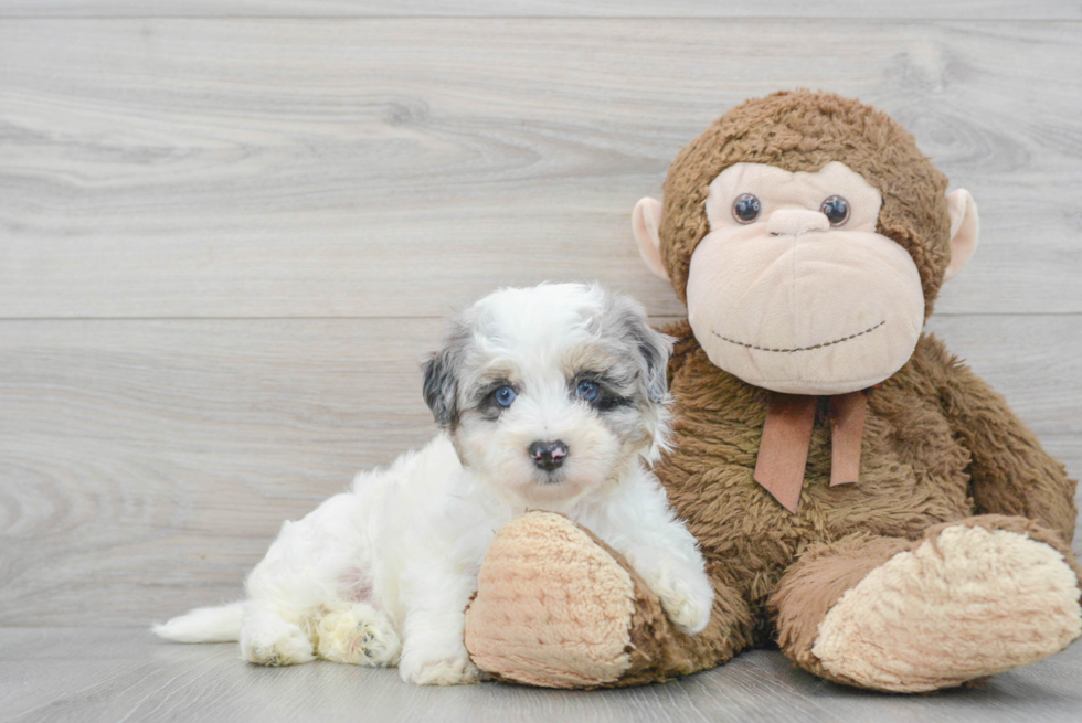 Maltipoo Pup Being Cute