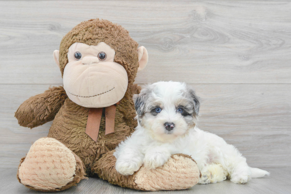 Little Maltepoo Poodle Mix Puppy