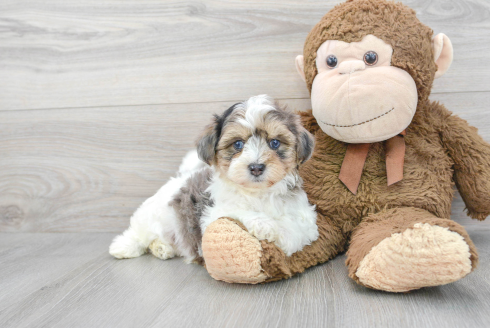 Adorable Maltepoo Poodle Mix Puppy