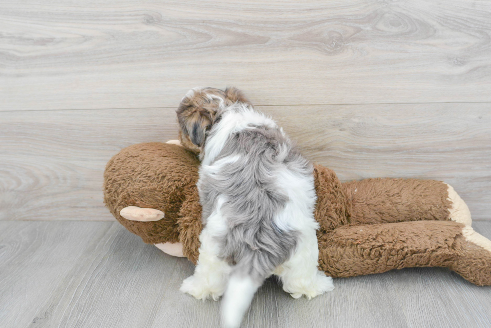 Maltipoo Puppy for Adoption