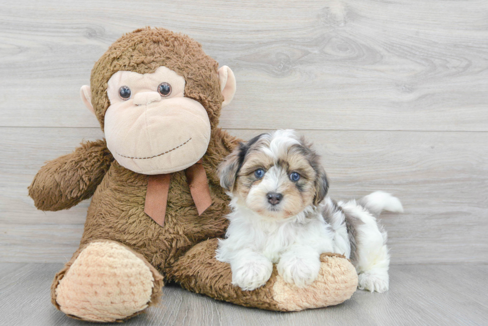 Best Maltipoo Baby